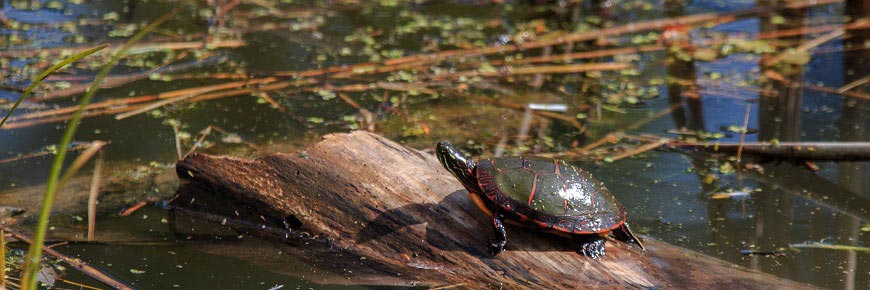 Painted Turtle on a tree trunk in the water.