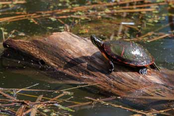 Painted turtle sunbathing on a tree branch floating in the water.