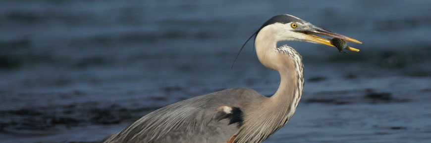Great blue heron with a fish in the beak