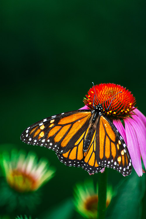 Un monarque butine sur une fleur