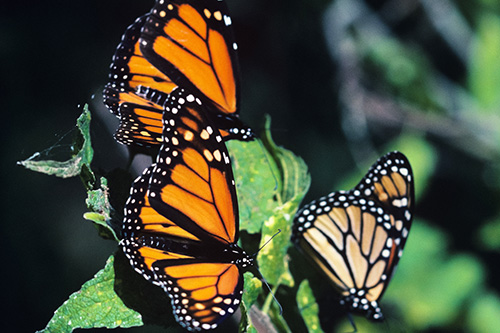 Papillons monarques