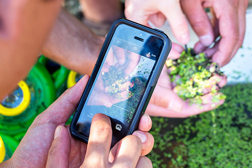 cell phone open on the iNaturalist application