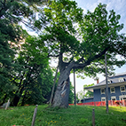 The oak tree of Manoir Papineau