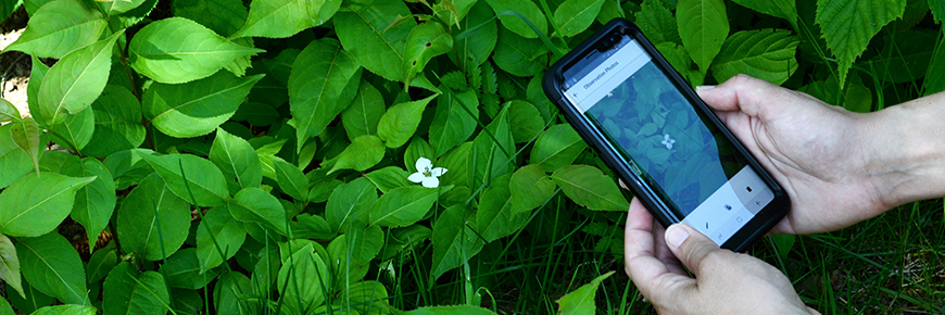 Gros plan sur des mains qui prennent une photo d’une fleur blanche avec un cellulaire