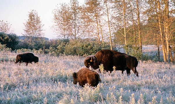 Trois bisons des Prairies dans un champ