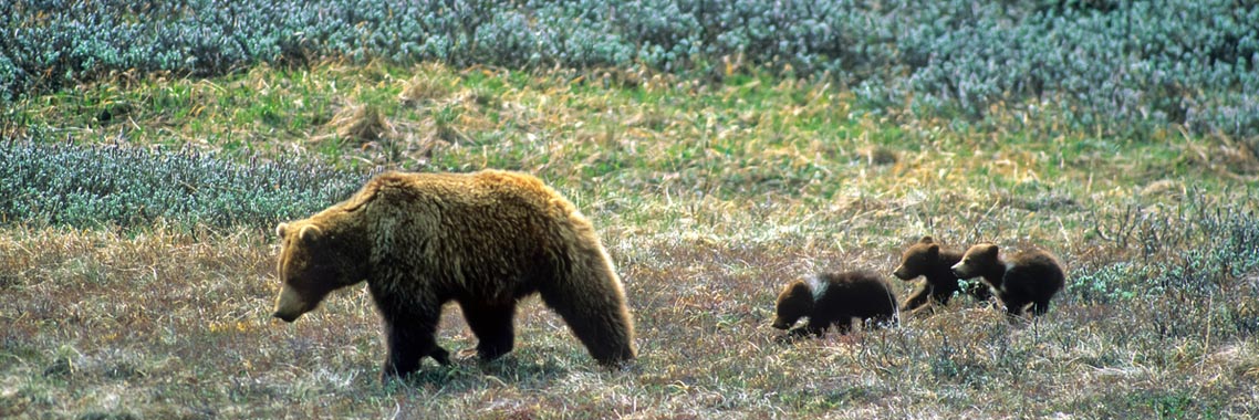 Grizzly bear walking with her three cubs