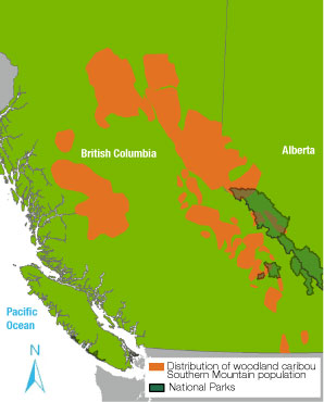 Distribution of woodland caribou Southern Mountain population