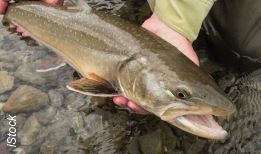 bull trout close up, river rock in background