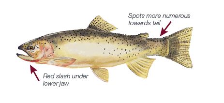 trout illustration for species at risk westsclope cutthroat trout