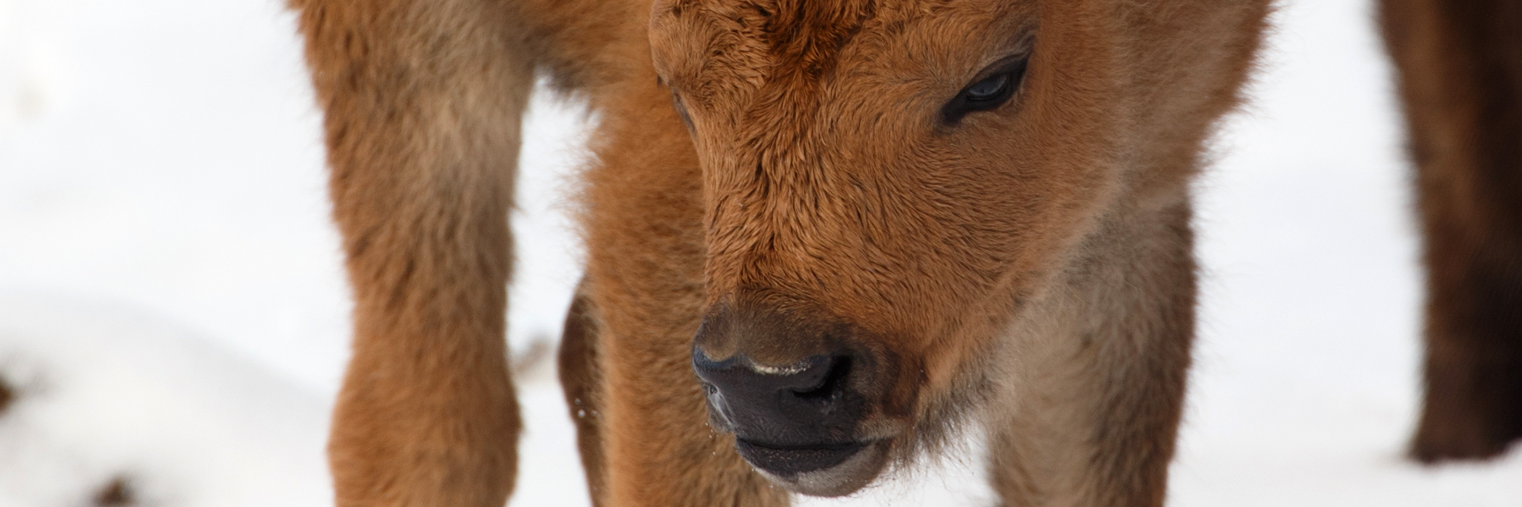 A young bison calf standing in a winter setting 