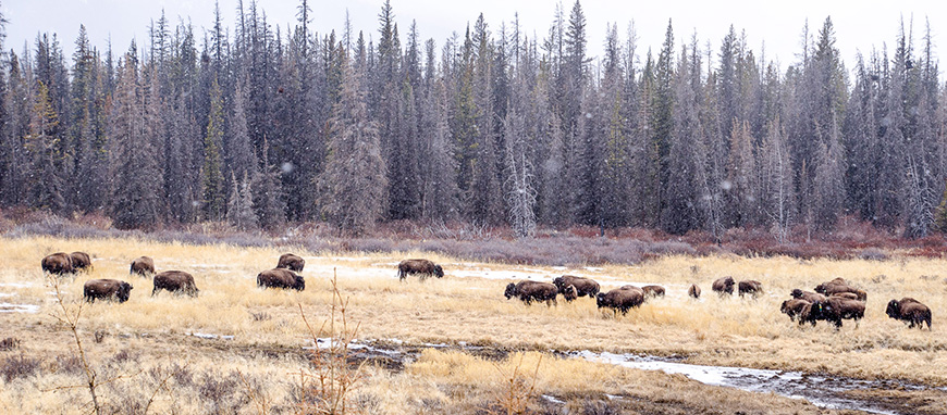 bison in the back country (winter 2019)