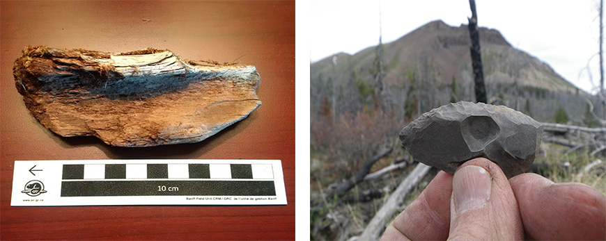 bison bone sample and artifact