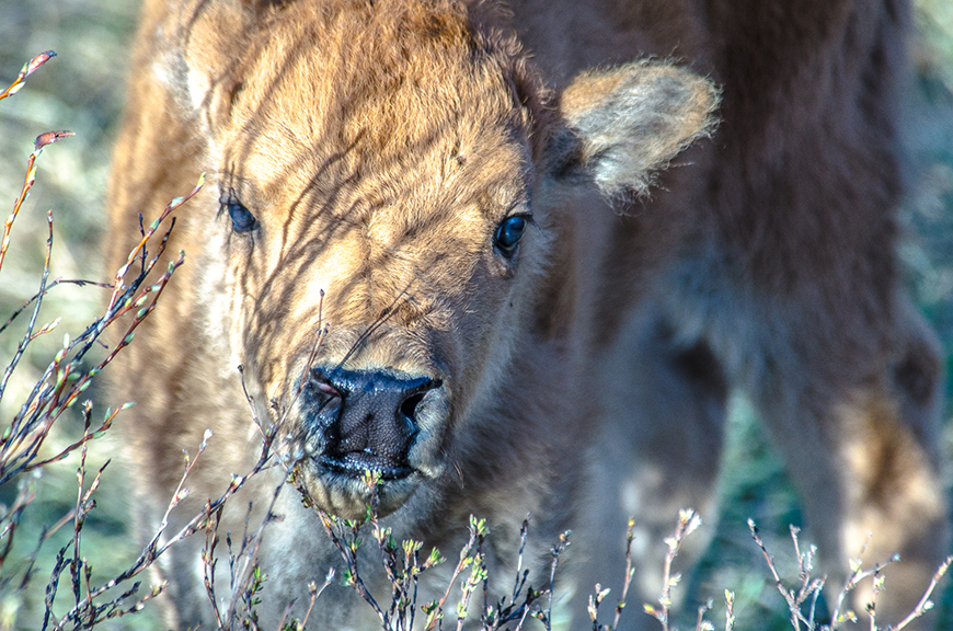 bison calf close up