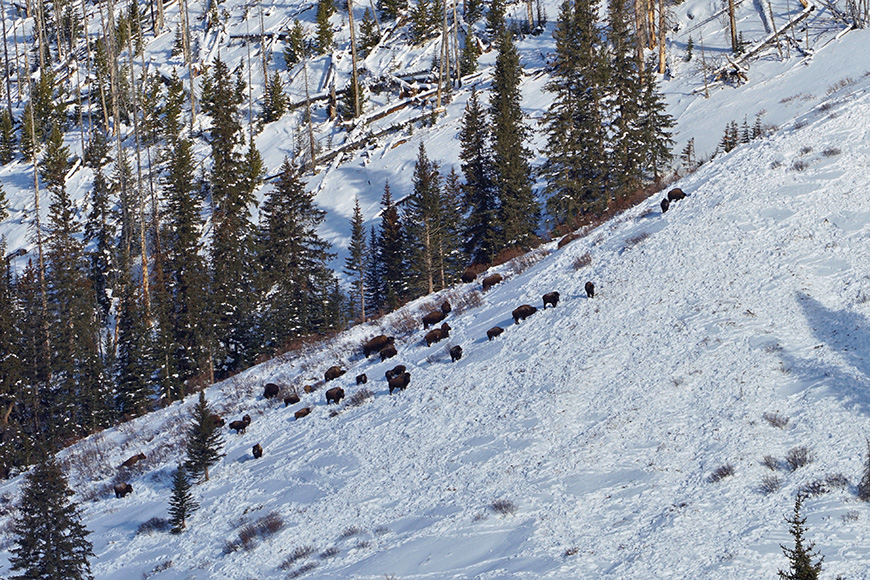 aerial photo of bison herd, in snow covered back country 