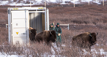 Bison © Dan Rafla / Parcs Canada