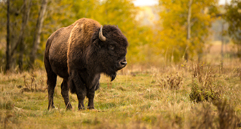 Bison standing in an aspen woodland © Stephen Edgerton / Parks Canada