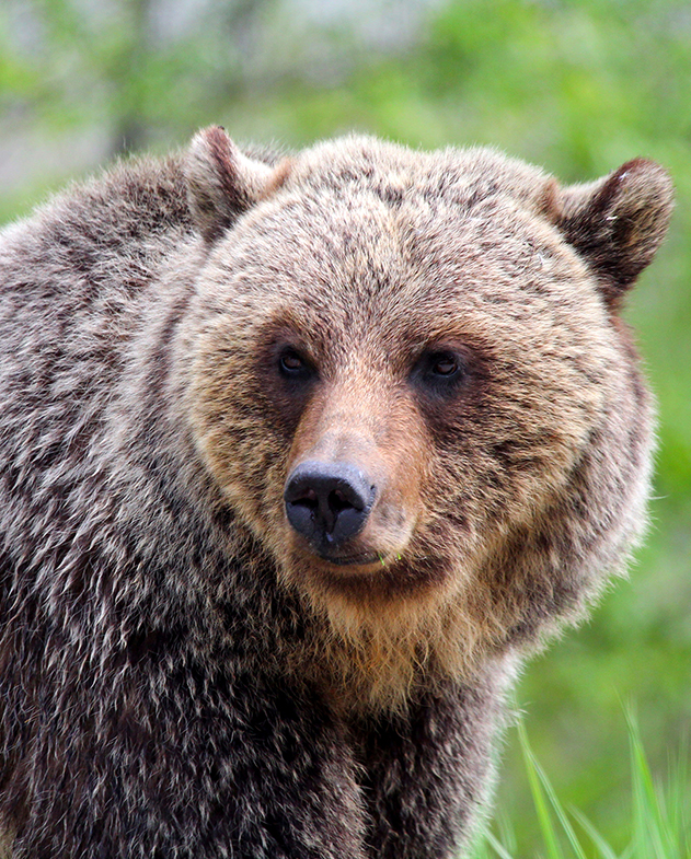 A close up view of a grizzly bear’s face