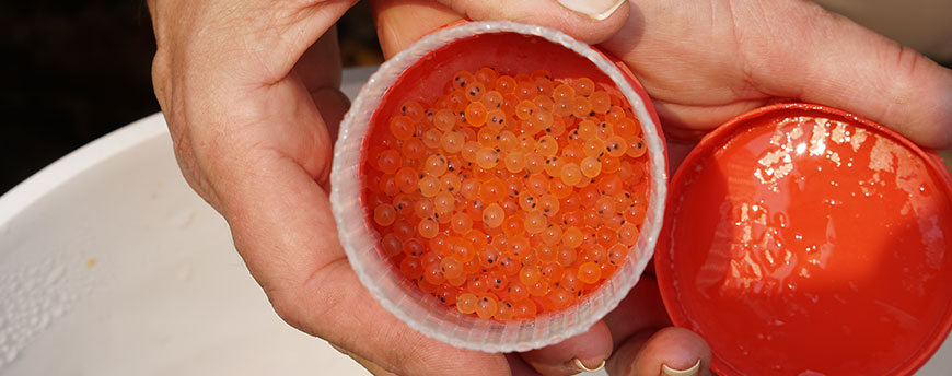 Many trout eggs are held within a small container in a person’s hand. The eggs are orange with two black dots for eyes on each.