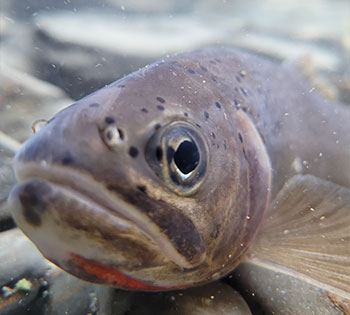 A close up picture of a Westslope cutthroat trout’s face.