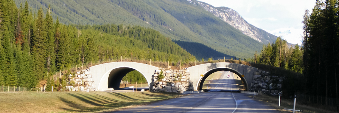 A highway wildlife crossings in Banff National Park.