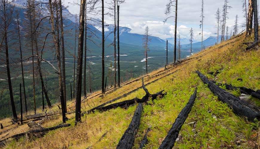 Fire management Banff National Park