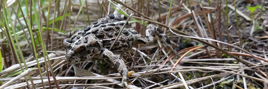 western toad