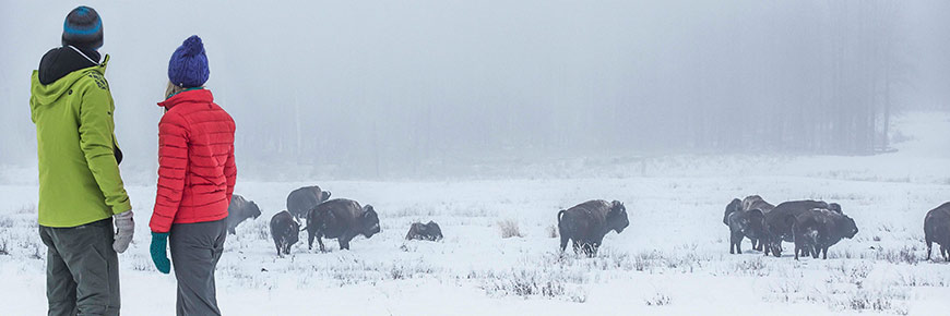 Two visitors look at a herd of bison from a safe distance (100 m) during the winter.