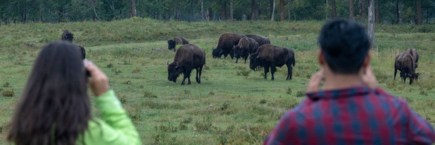 Two visitors keep a distance of 100 metres between them and a herd of bison.