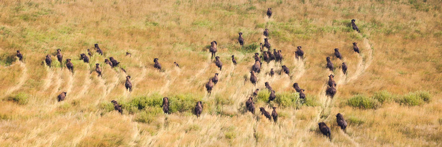 A herd of plains bison travelling through grasslands, leaving wildlife trails behind them