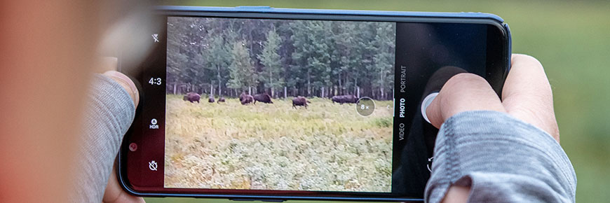 A visitor takes a photo of bison from a safe distance (about 100 metres).