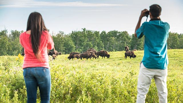 Des visiteurs prennent des photos de bisons à une distance sécuritaire... Parc national Elk Island