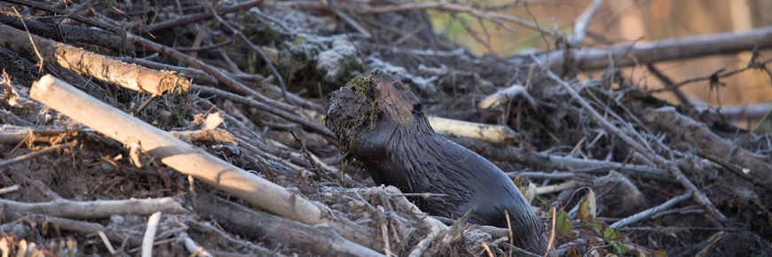 A beaver scoops mud onto a dam.