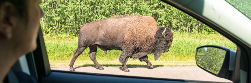 A large bull bison walks along a paved road as a visitor watches from the safety of their car.