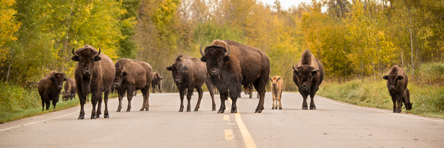 A group of bison stand in the middle of a paved road.