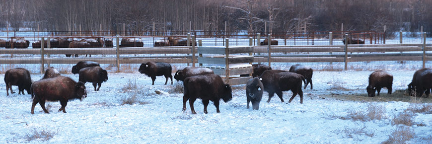 Plains bison await transportation to an Indigenous community