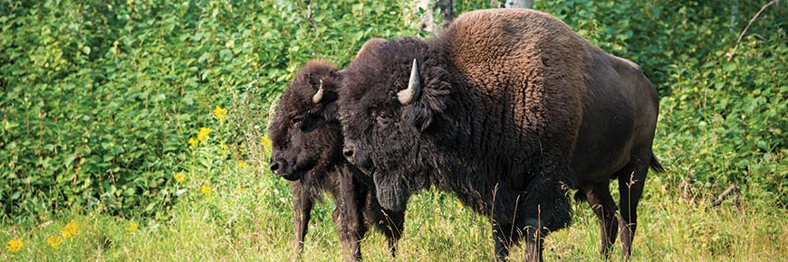 Two bison stand side-by-side at the edge of the forest.
