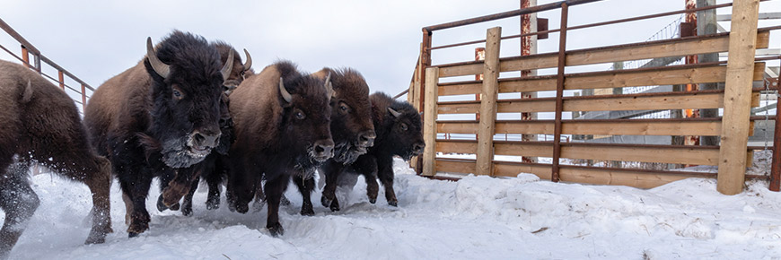 Wood bison running through the handling facility to be inspected before being translocated out of the park.