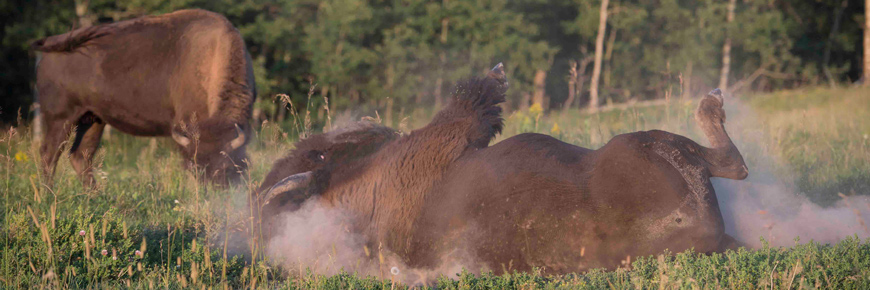 Un bison des plaines mâle fait revoler la poussière alors qu’il se roule sur le sol. 