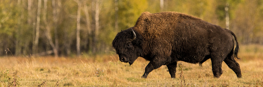 A wood bison bull.  