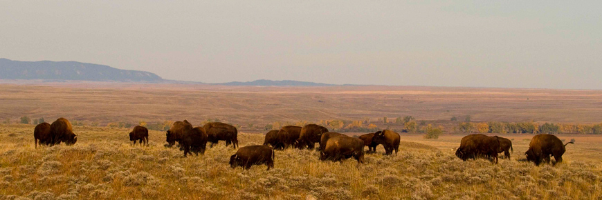 Bison from Elk Island National graze at the American Prairie Reserve in Montana
