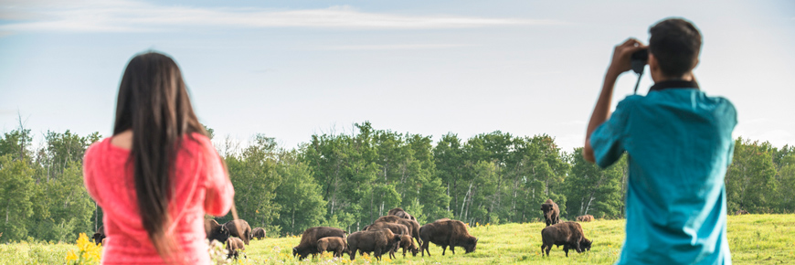 Deux visiteurs observent des bisons à une distance sécuritaire avec des jumelles sur la boucle de l’enclos des bisons 