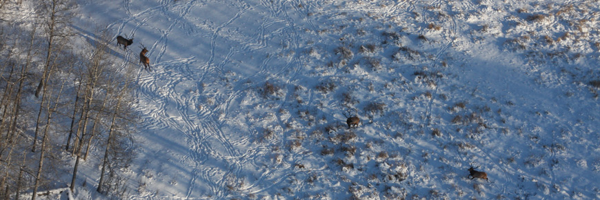 An aerial view of elk standing in a snow field. 