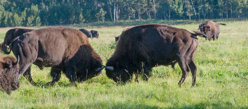 Deux jeunes bisons mâles s’affrontant dans un champ.