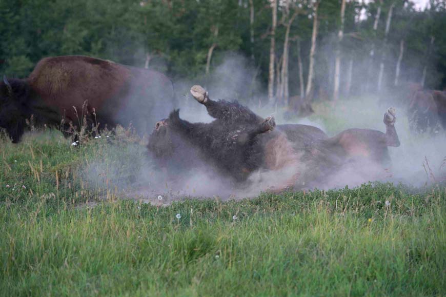 A bison bull flailing on the ground with his hooves in the air, kicking up dust. 