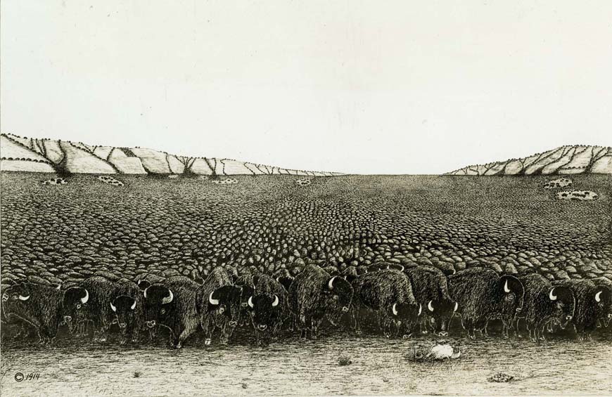 Sketch of a massive herd of bison that fill an entire valley.