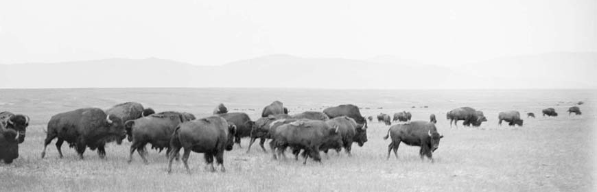 Photo historique d’une petite harde d’une trentaine de bisons marchant dans une vaste prairie ouverte, avec des montagnes se dessinant à l’horizon.