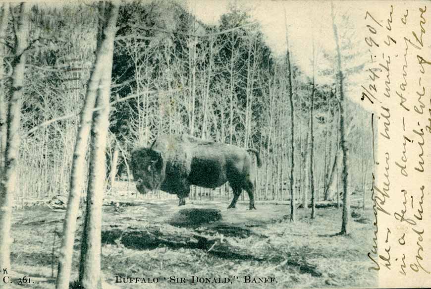 Postcard with a photograph of a large, old bison bull in a treed area, labelled "Buffalo, 'Sir Donald,' Banff." 