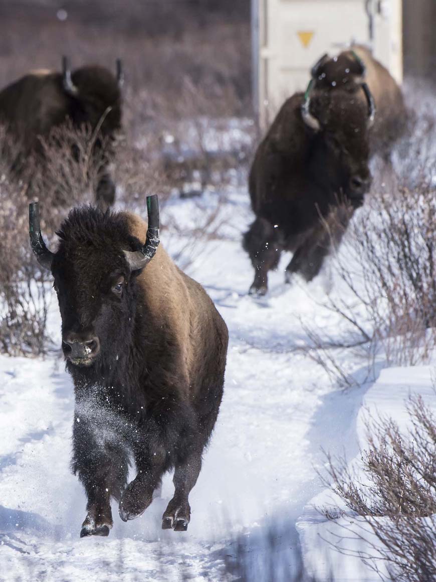 Quatre jeunes bisons près d’un conteneur d’expédition, courant dans la neige en direction du photographe.
