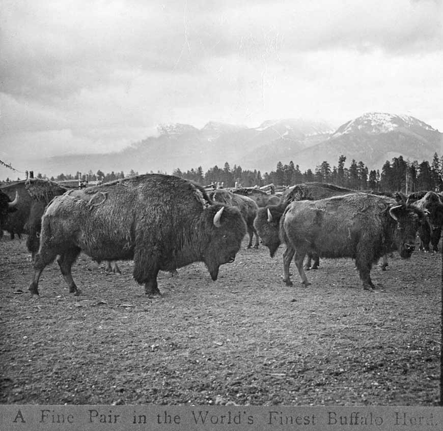 A herd of bison in a pen, focussing on a bison cow and bull.