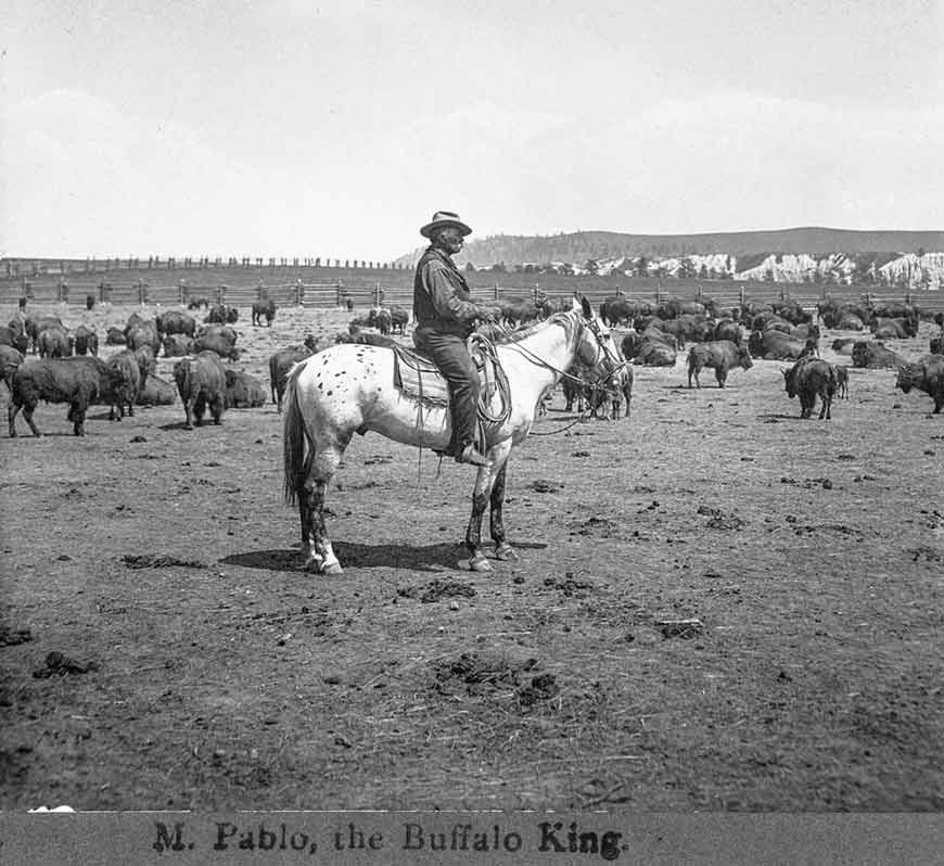 An older cowboy on a white horse in a corral with a bison herd.